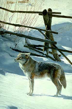 TI – Railfence – Coyote © Terry Isaac
