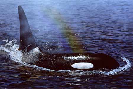TI – Rainbow Spray-Orca © Terry Isaac