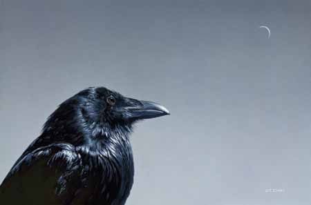 TI – Raven © Terry Isaac
