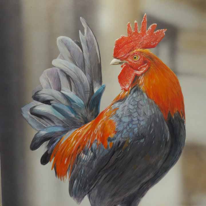 TI – Rooster © Terry Isaac