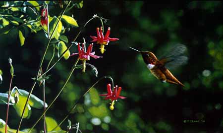 TI – Rufous Hummingbird & Columbine © Terry Isaac
