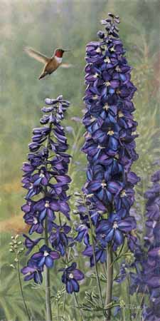 TI – Rufus and Delphiniums © Terry Isaac
