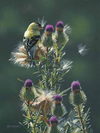 TI – Sewing Seeds-Goldfinch © Terry Isaac