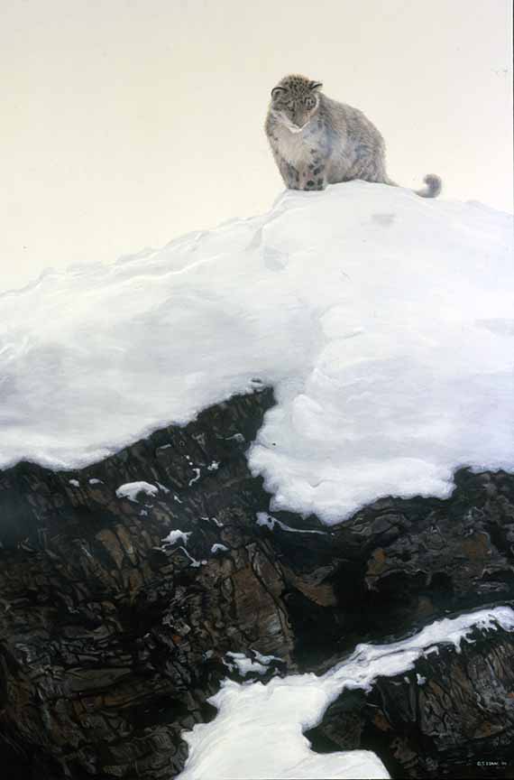 TI – Snow Leopard 2 © Terry Isaac