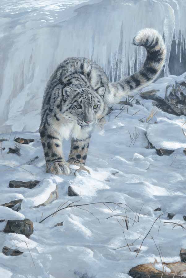 TI – Snow Leopard 3 © Terry Isaac