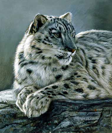 TI – Snow Leopard © Terry Isaac
