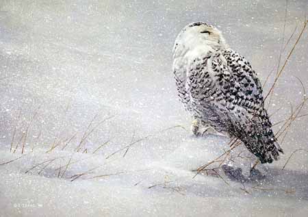 TI – Snowy Owl Study © Terry Isaac