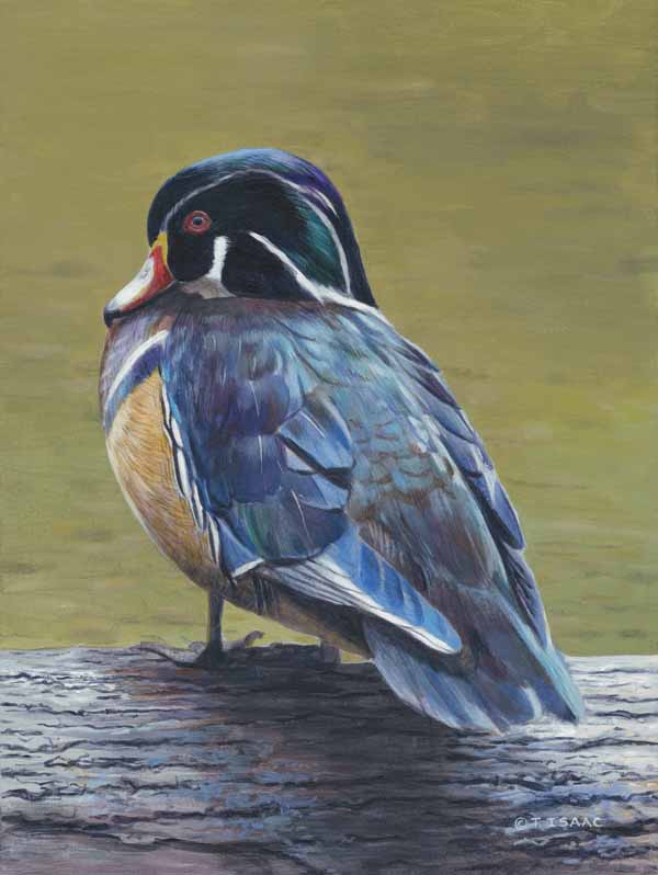 TI – Standing Tall – Wood Duck © Terry Isaac