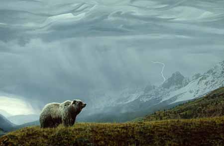 TI – Stormwatch – Grizzly © Terry Isaac