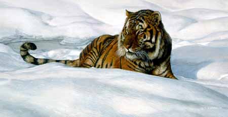 TI – Stripes On Snow – Siberian Tiger © Terry Isaac