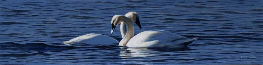 Swan Embrace