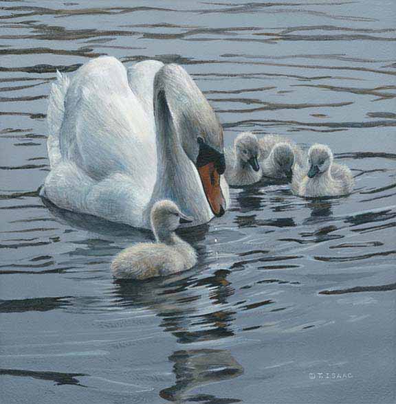 TI – Swan Family © Terry Isaac