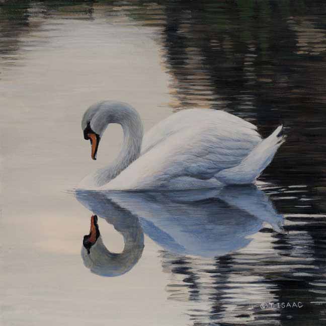 TI – Swan Mirrored © Terry Isaac