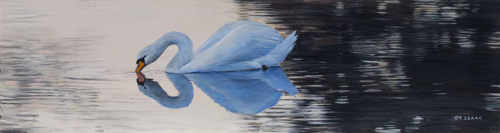 TI – Swan Reflection © Terry Isaac