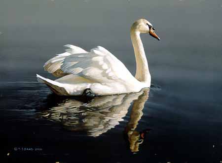 TI – Swan © Terry Isaac