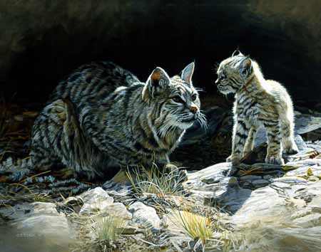 TI – The Lesson – Bobcats © Terry Isaac