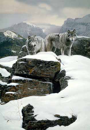 TI – The Summit – Wolves © Terry Isaac
