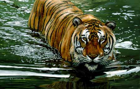TI – Tiger In Water © Terry Isaac