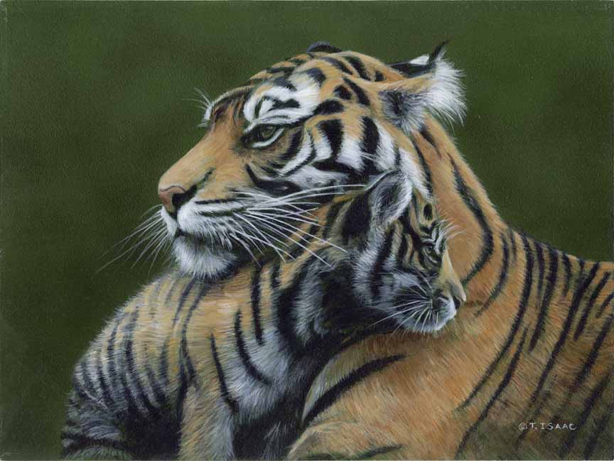 TI – Tiger Love © Terry Isaac