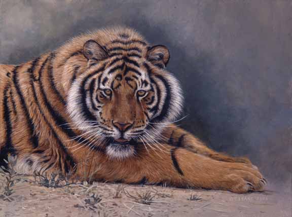 TI – Tiger Portrait © Terry Isaac
