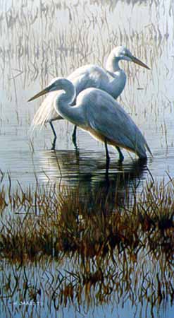 TI – Two Egrets © Terry Isaac
