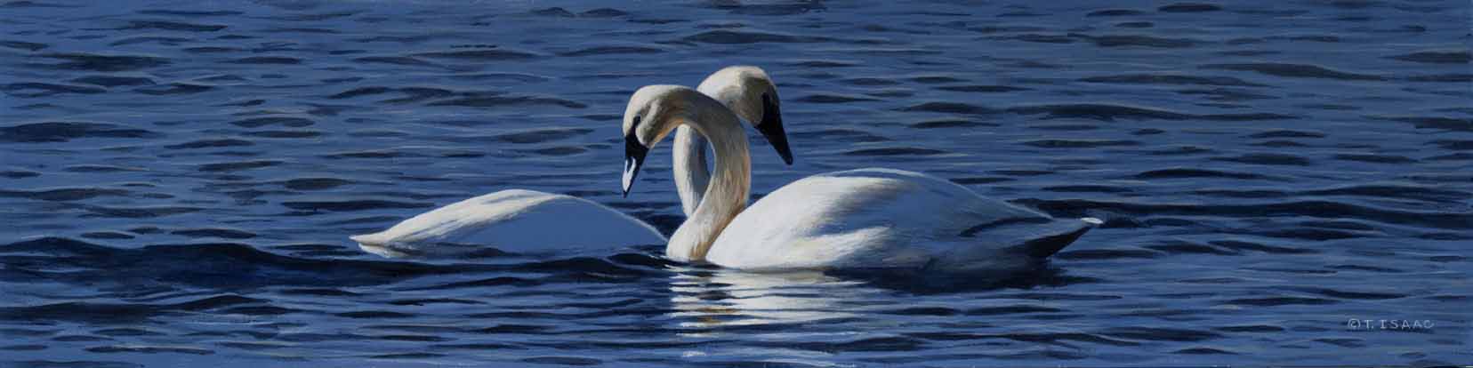 TI – Vaseaux Lake Swans © Terry Isaac