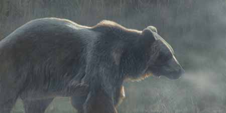 TI – Veiled In Mist-Grizzly © Terry Isaac