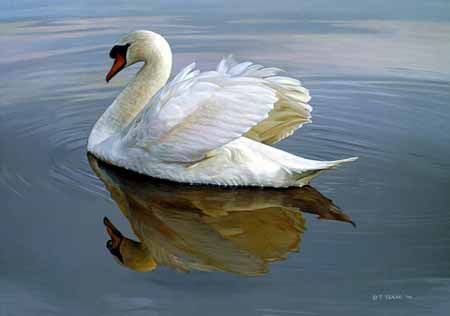TI – Water Ballet – Mute Swan © Terry Isaac