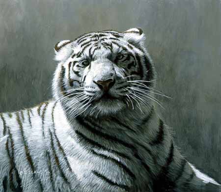 TI – White Tiger © Terry Isaac