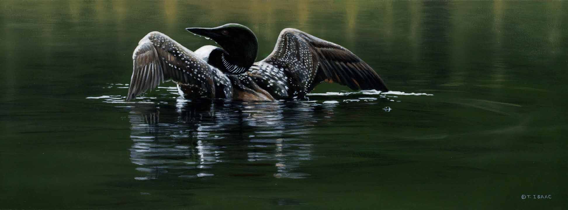 TI – Wings on Water – Loon © Terry Isaac
