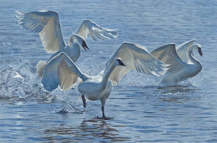 TI – Wings on Water – Swans © Terry Isaac