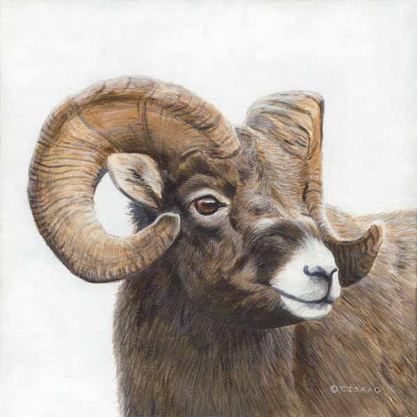 TI – Winter – Big Horn Sheep © Terry Isaac
