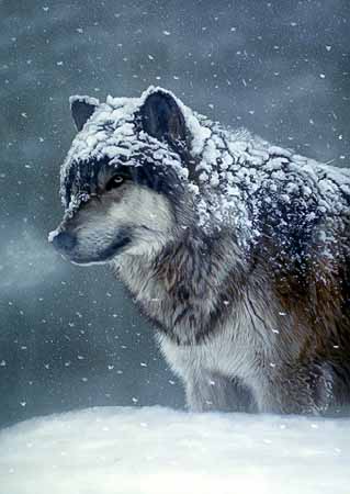 TI – Winter Coat – Gray Wolf © Terry Isaac