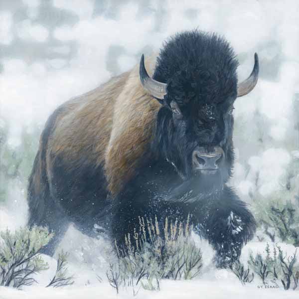 TI – Winter Sage Bison © Terry Isaac