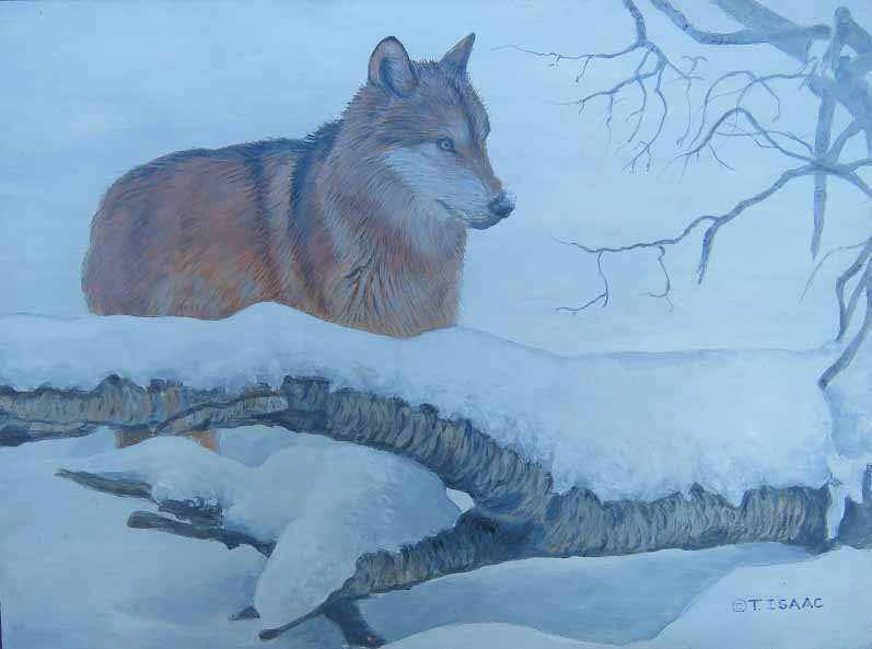 TI – Winter Wolf © Terry Isaac