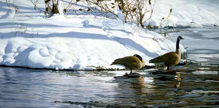 TI – Winter’s Thaw – Canada Geese © Terry Isaac