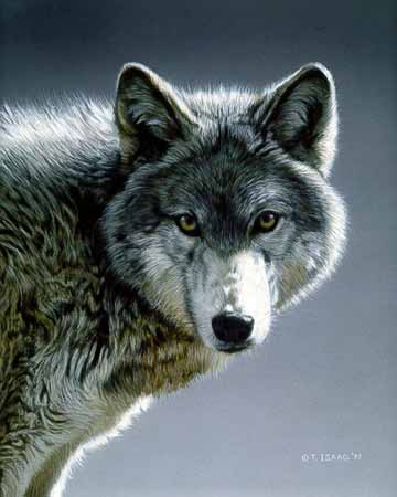 TI – Wolf Portrait © Terry Isaac