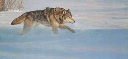 TI – Wolf Running in Snow © Terry Isaac