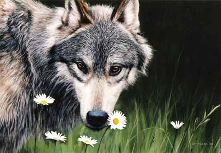 TI – Wolf and Daisies © Terry Isaac