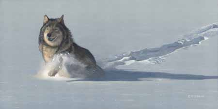 TI – Wolf in Snow © Terry Isaac
