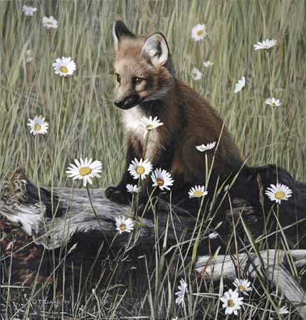 Young Fox and Wild Daisies