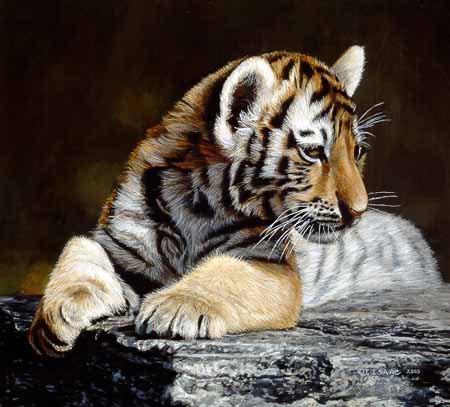 TI – Young Tiger © Terry Isaac