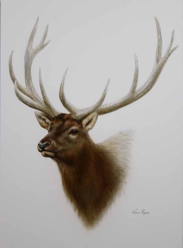VR – Elk © Valerie Rogers