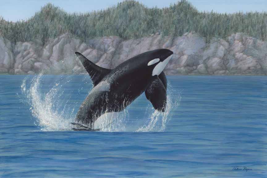 VR – Killer Whale © Valerie Rogers