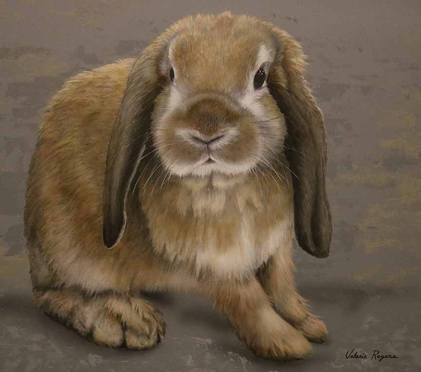 VR – Lop-eared Bunny © Valerie Rogers