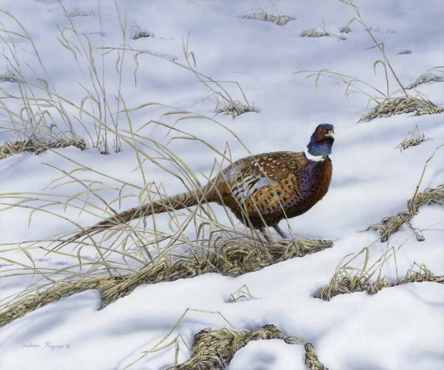 VR – Pheasant © Valerie Rogers