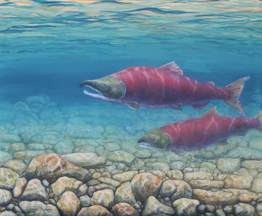 VR – Spawning Salmon © Valerie Rogers