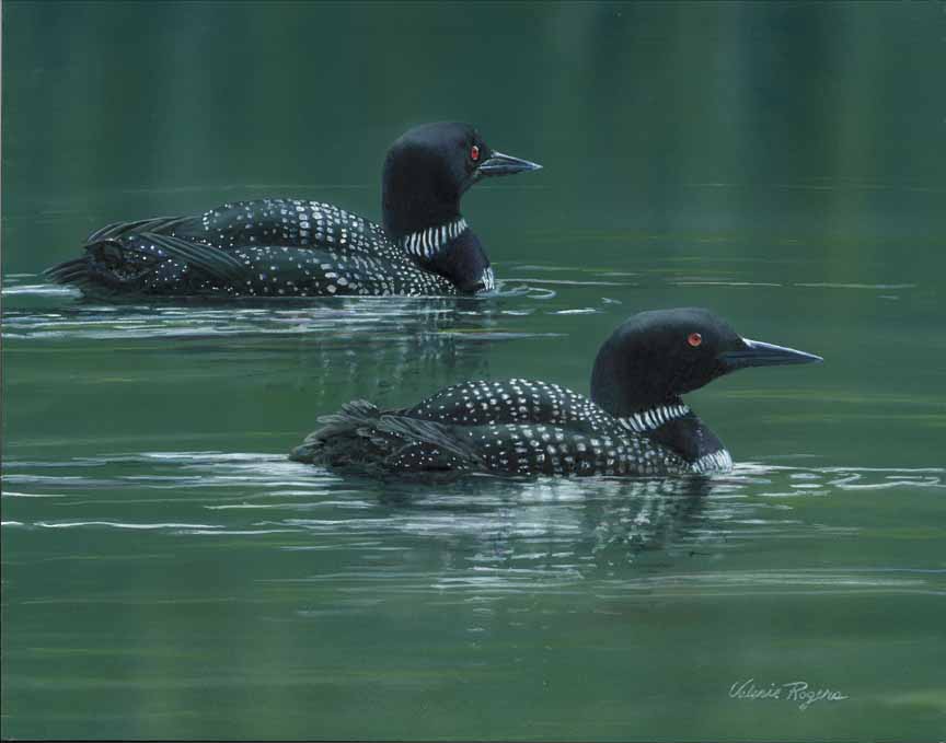 VR – Two Loons © Valerie Rogers