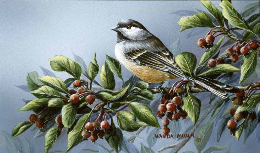WM – 1Songbird – A Season of Song – Chickadee © Wanda Mumm