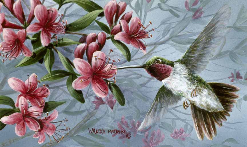 WM – 1Songbird – A Season of Song – Hummingbird © Wanda Mumm